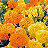 छत्तीसगढ़ की राजकीय फूल State flower of Chhattisgarh