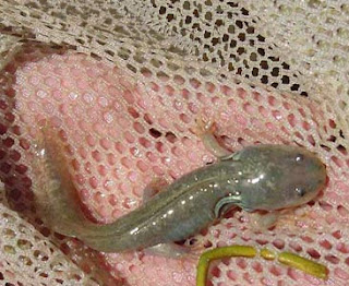Best Jungle Life: tiger salamander life cycle