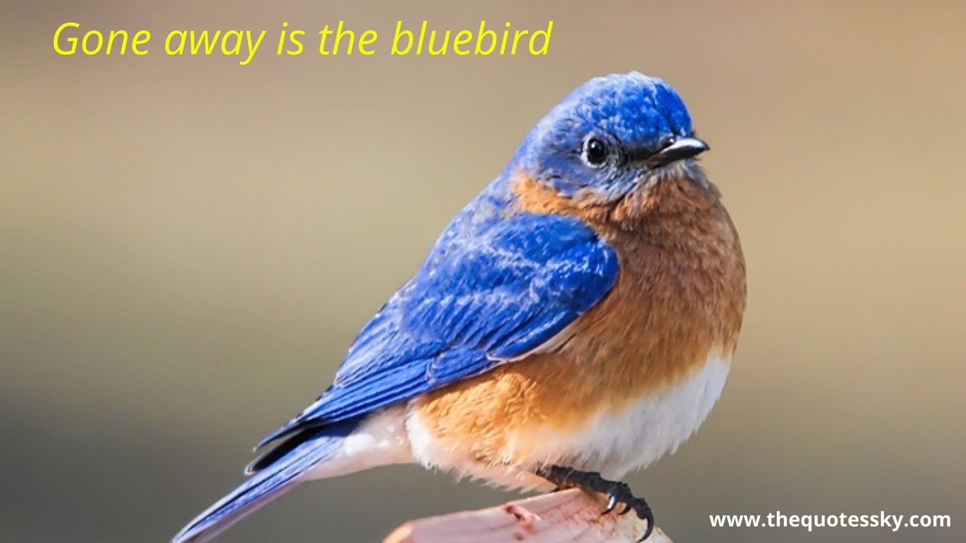 Bluebird Of Happiness Quotes Bluebird Quotes & Captions For Instagram [ 2021 ] - The Quotes Sky