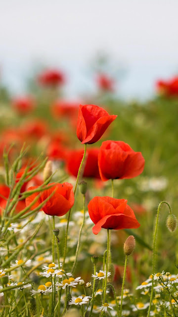 Poppy flower wallpaper red flowers