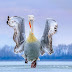 'Dancing pelican' wins first prize in the 2019 photography contest