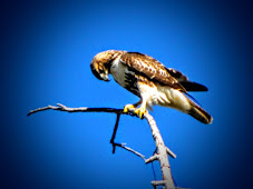 Wellesley Island Hawk