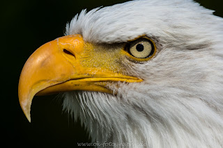 Weißkopfseeadler Greifvogel Adlerwarte Berlebeck Nikon