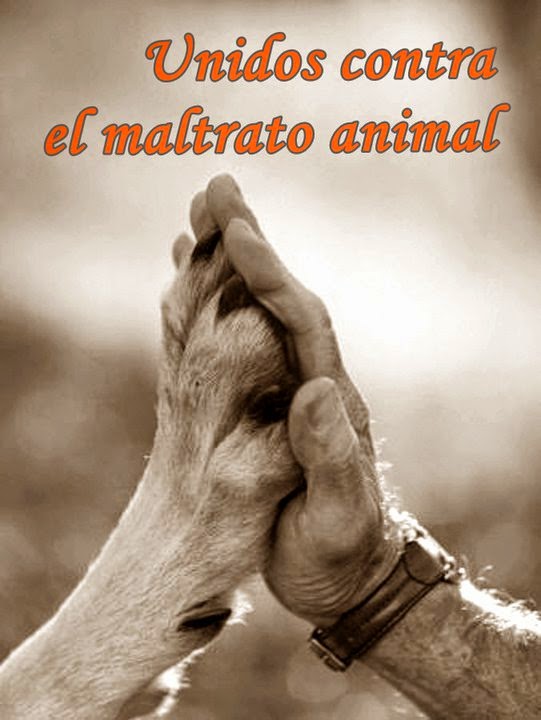 maltrato animal