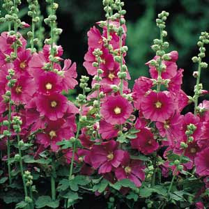 The Music with Mommie Lady: Stop and Smell the Hollyhocks...