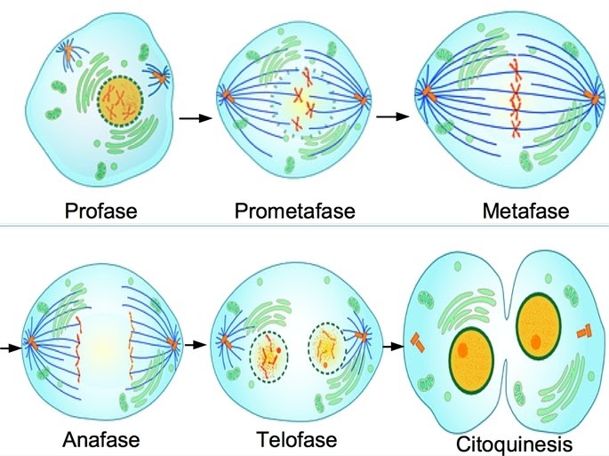 División Celular I Mitosis