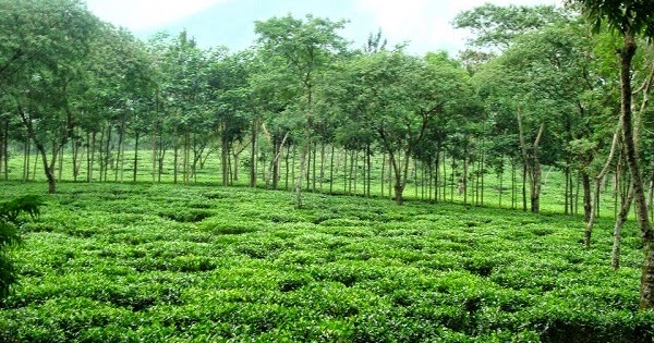 Agrowisata Kebun Teh Wonosari Malang | Keindahan Nusantara
