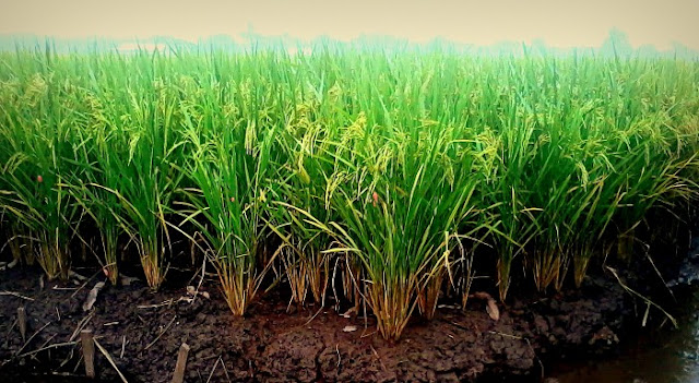 Sawah Padi di Kampung Sawah Sempadan, Tanjung Karang