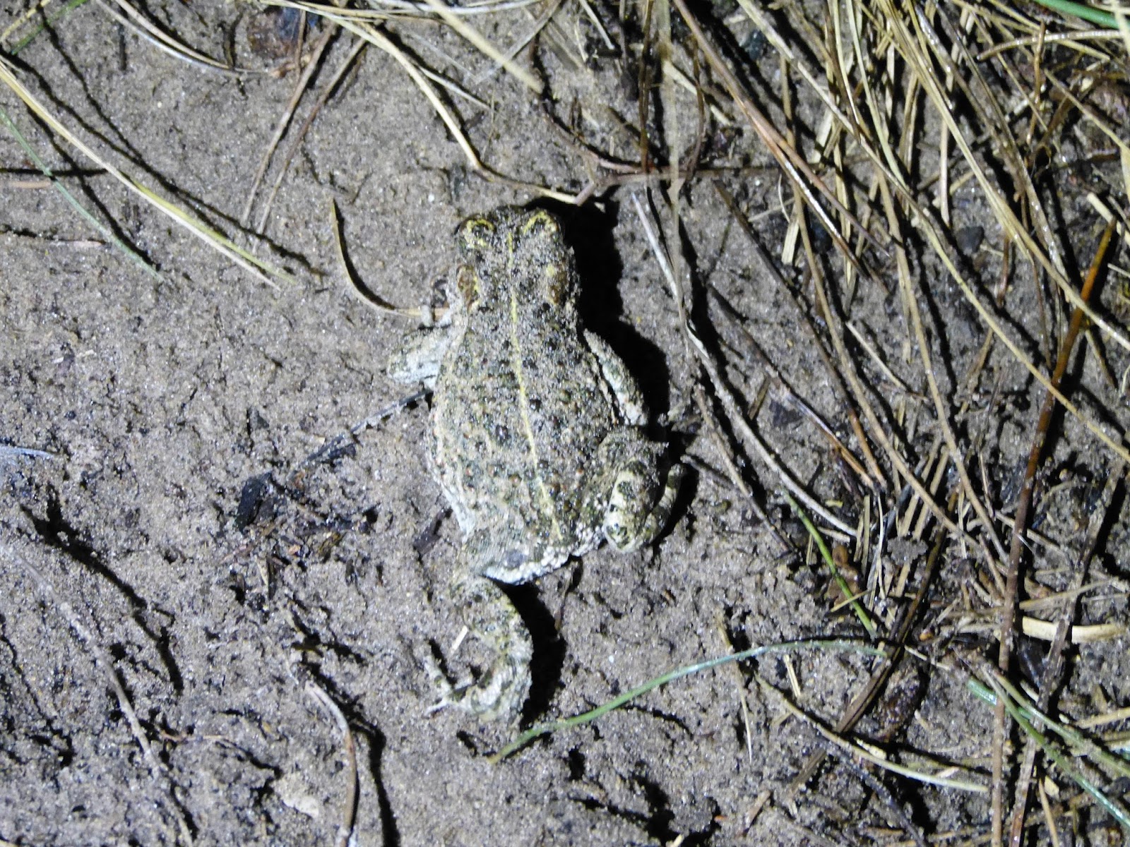 Norfolk Wildlife Trust Natterjacks Active Again norfolk wildlife trust blogger