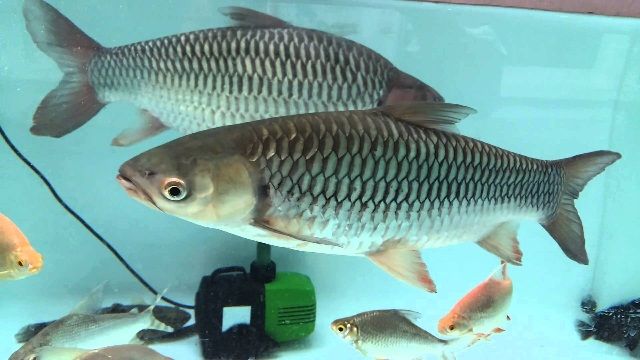 Budidaya Ikan Jelawat dengan Pakan Alami Tambah Penghasilan Budidaya Ikan Jelawat dengan Pakan Alami Tambah Penghasilan