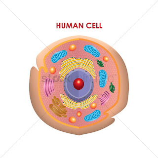 How are We Made - All about Human Cell