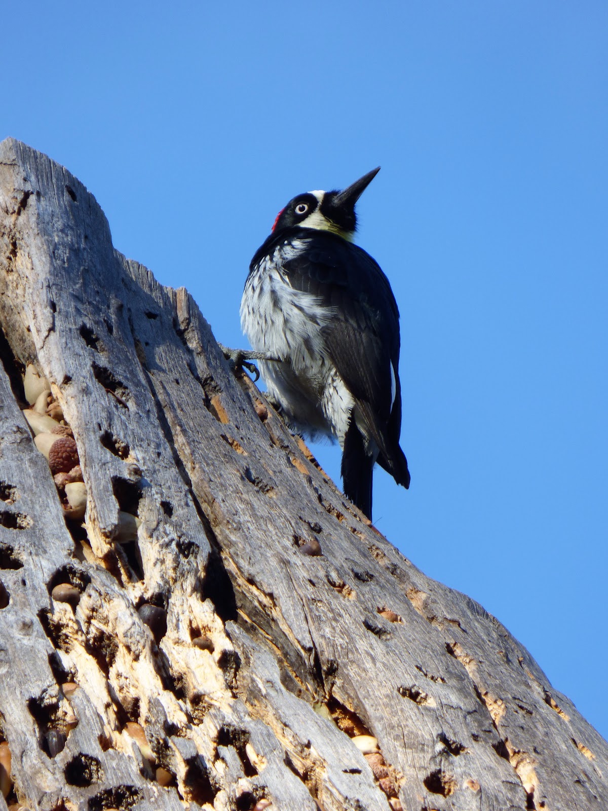 Geotripper's California Birds: Happy as an Acorn Woodpecker in an Acorn