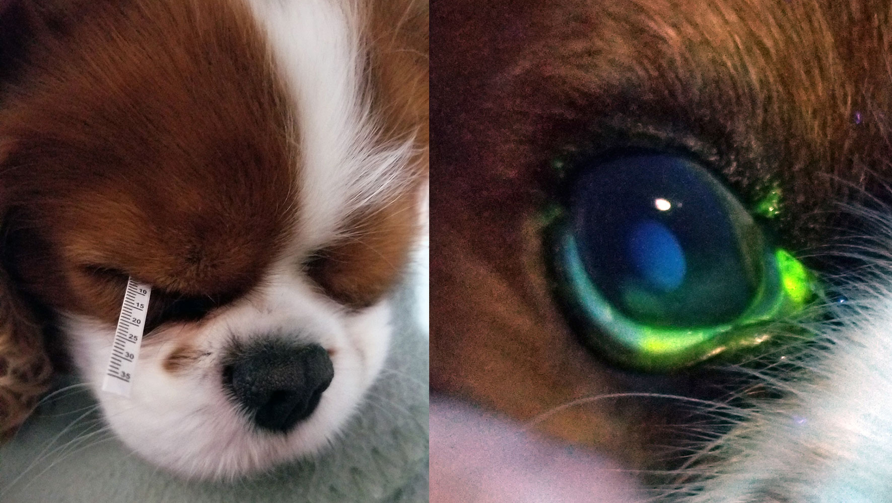 Dry Eye in Dogs Symptoms & Treatment Australian Dog Lover