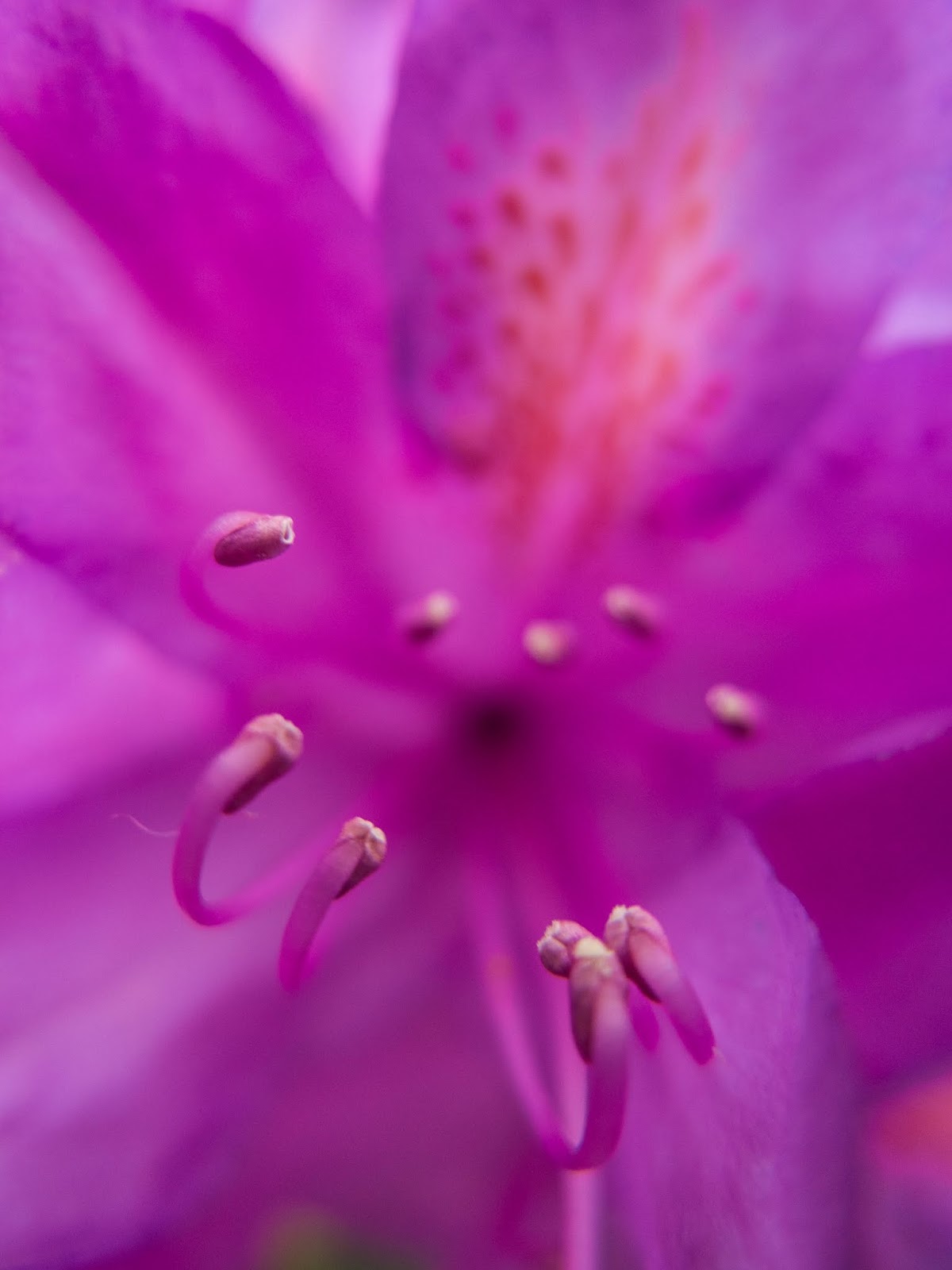 A macro of stamens inside a purple Rhododendron flower.