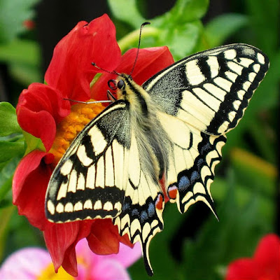 10 Lines on Butterfly in English | Few Important Lines on Butterfly in English