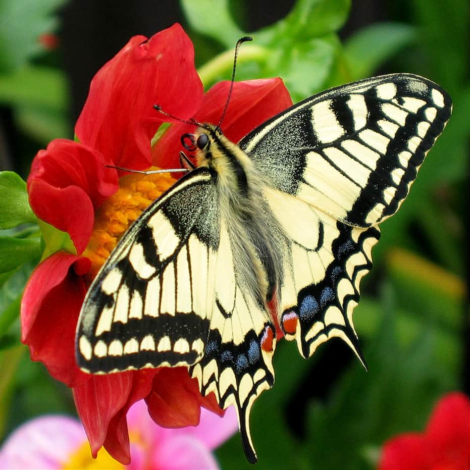 10 Lines on Butterfly in Hindi Few Important Lines on Butterfly Hindi