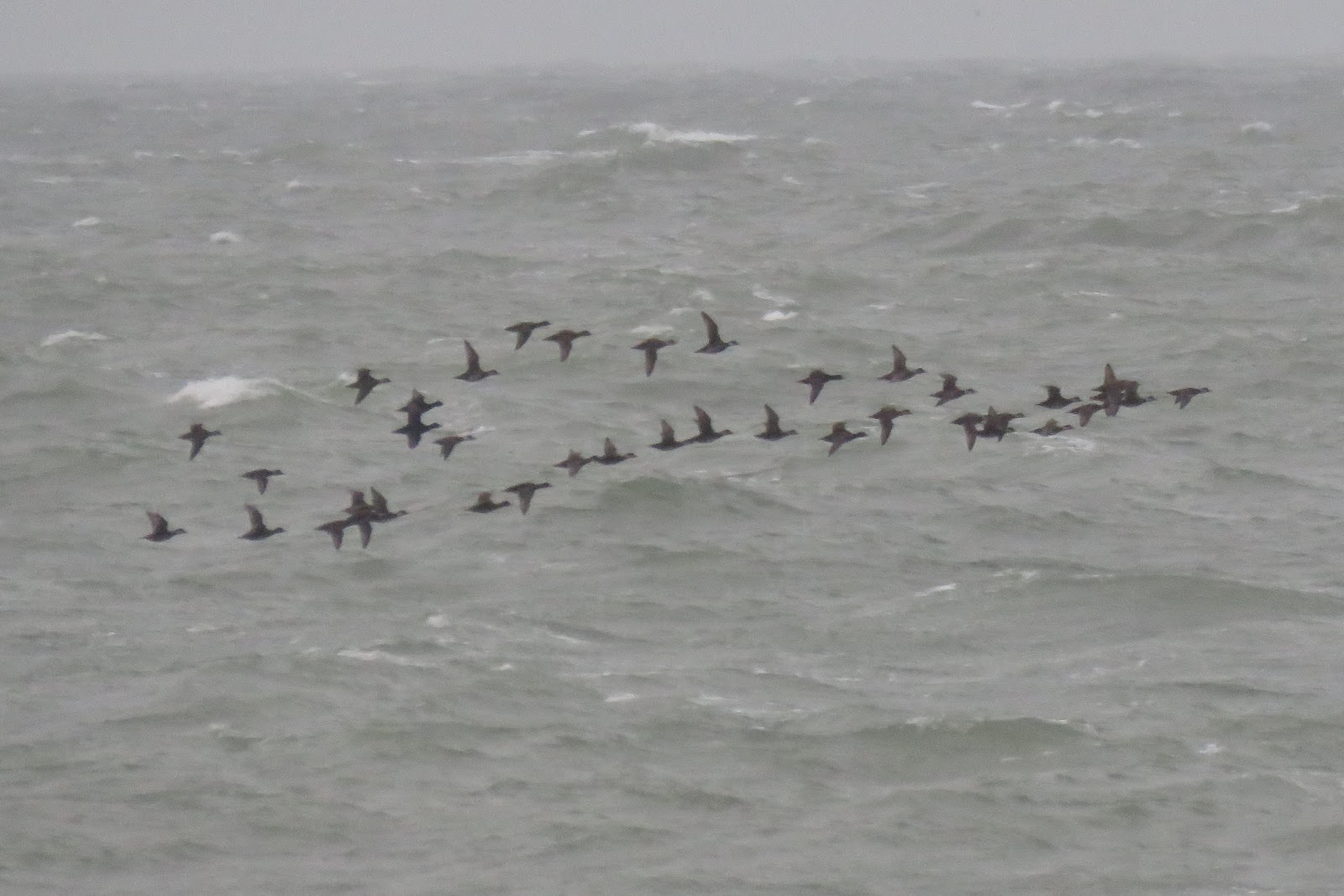 Birding The Selsey Peninsula January 2018