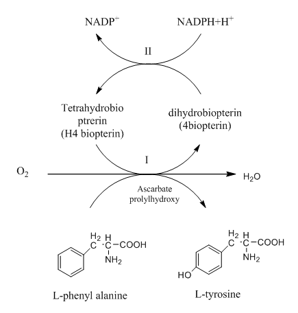 2- تخليق التايروسين Tyrosine من  phenyl alanine
