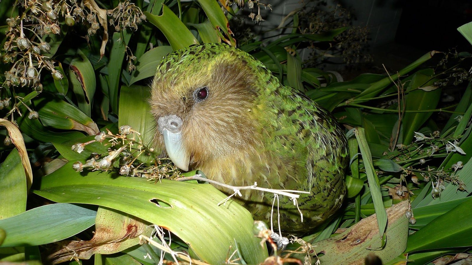 The Multicolored Diary K is for the Kakapo (Folktales of Endangered