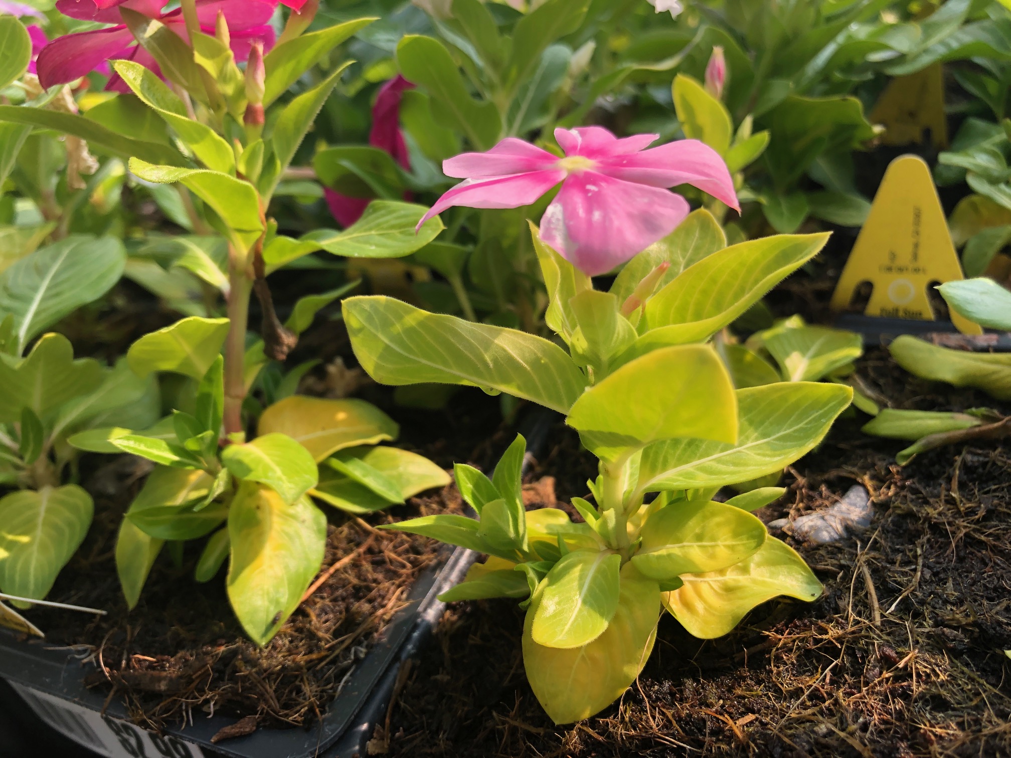 Tips on smart shopping for fall planting