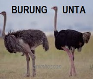 Melihat Unta Arab Di Hudaibiyyah