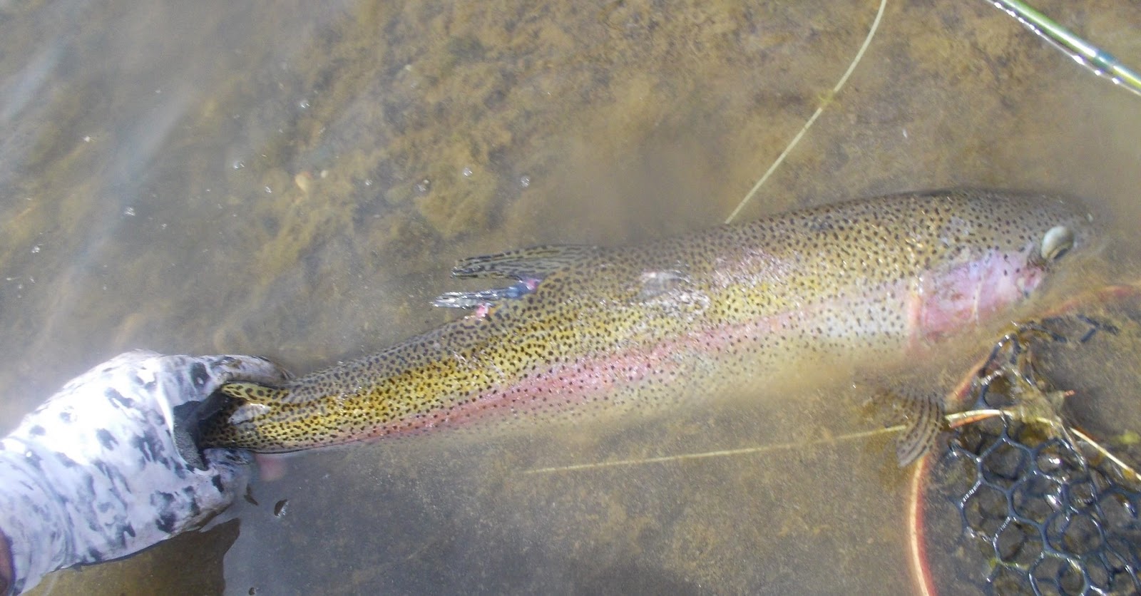 trout on dries Trout in Frog Water