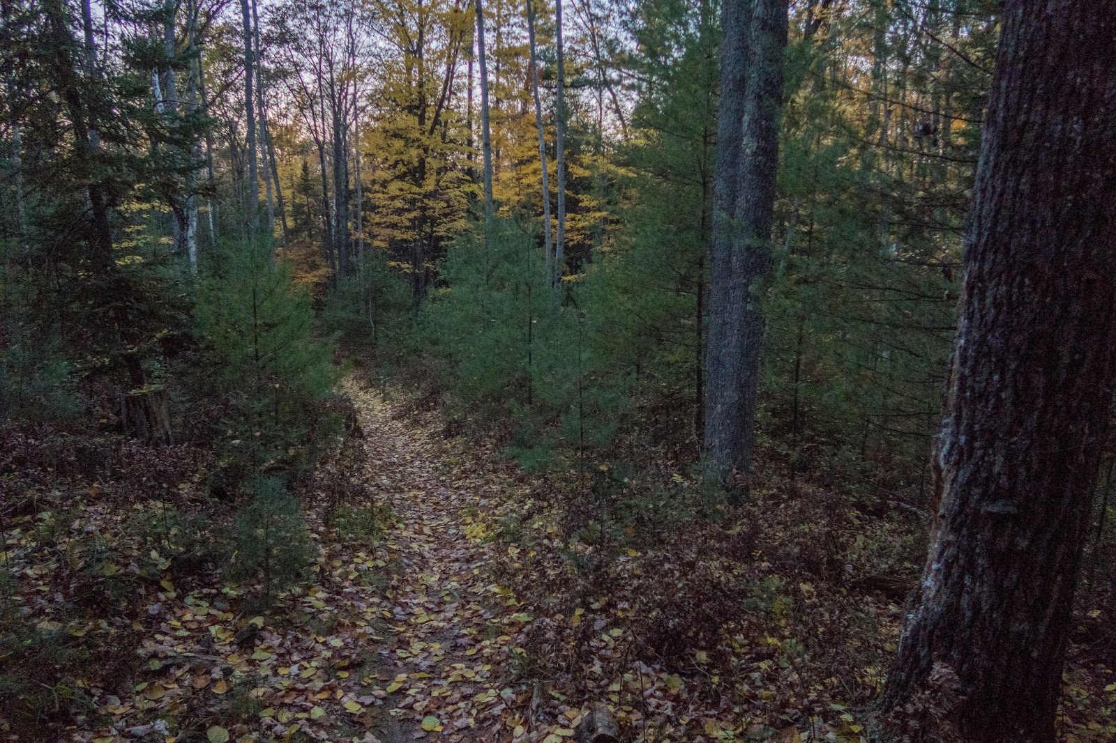 Eric's Hikes Highbanks Trail Huron National Forest
