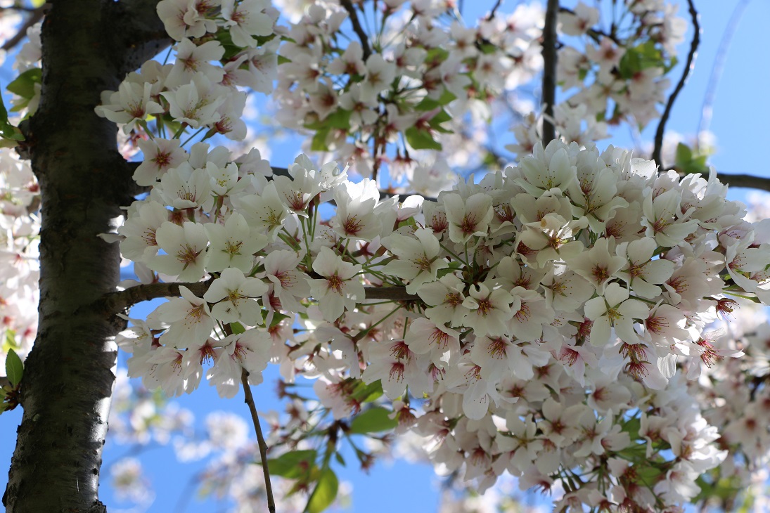 Michigan Exposures Catching the Cherry Blossoms on Belle Isle