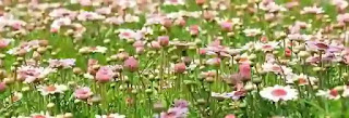 सपने में बहुत सारे फूल देखना कैसा होता है | Sapne Me Bahut Sare Phool Dekhna Kaisa Hota Hai