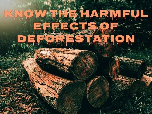 WHAT ARE THE EFFECTS OF DEFORESTATION ? 2020