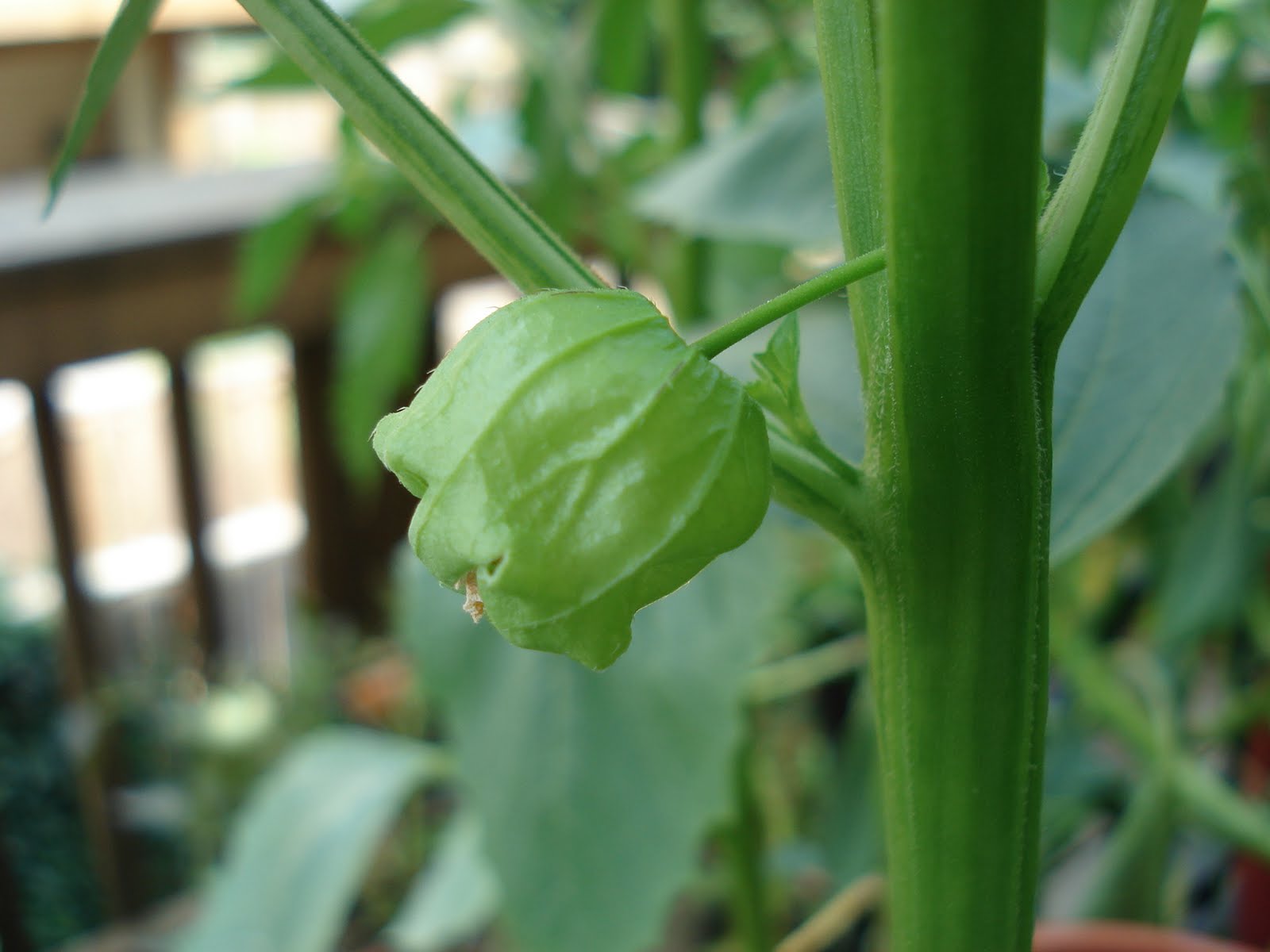 Bumble Lush Garden Tomatillo Time Lapse
