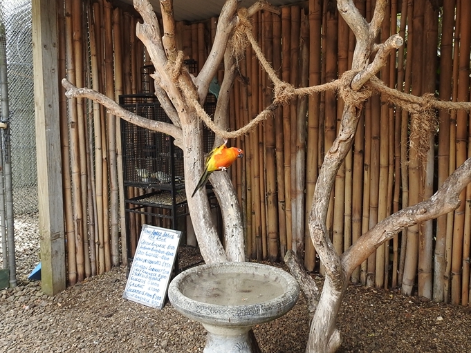 photographing New Zealand the Parrot Place