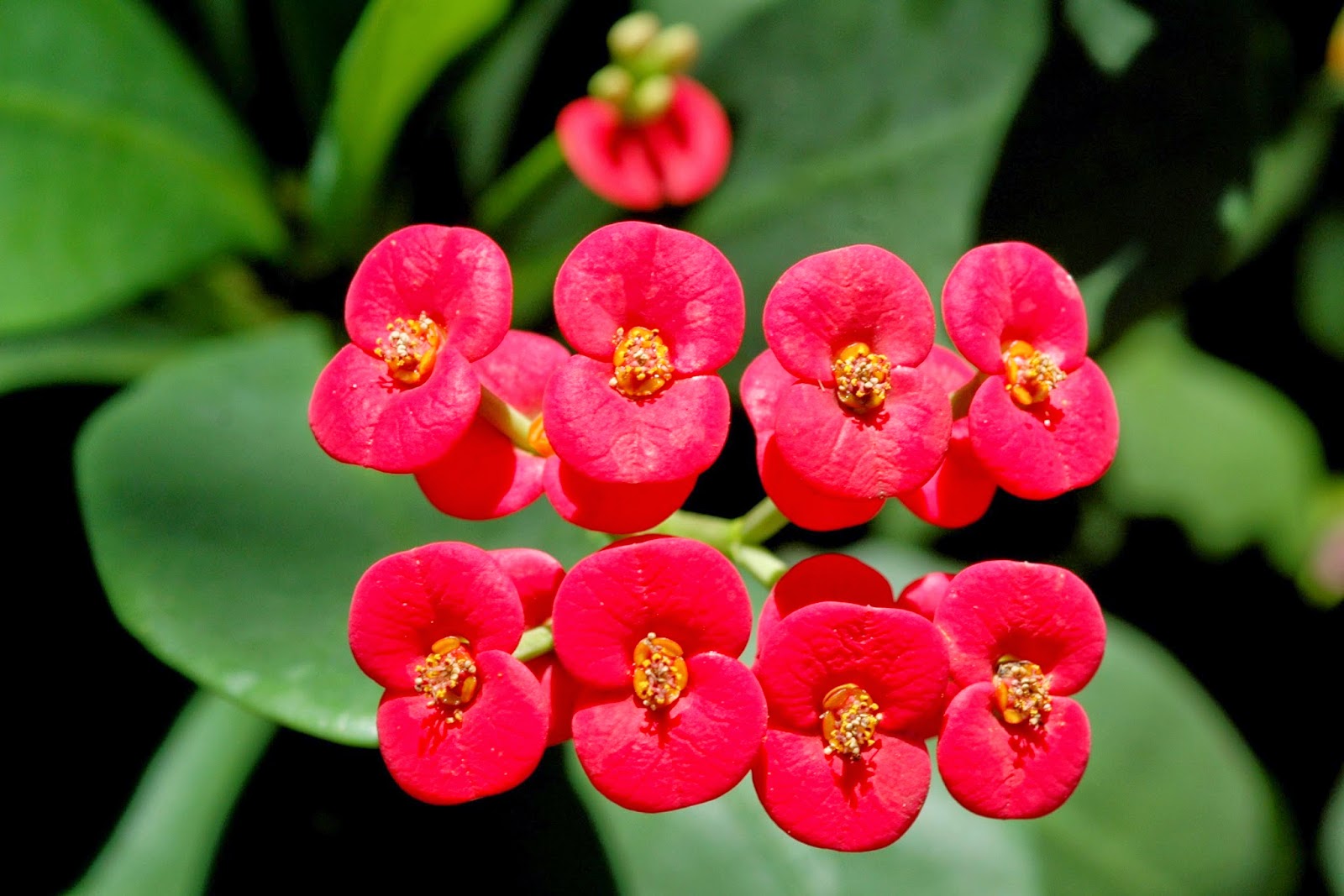  Bunga euphorbia yaitu bunga yg indah & anggun yg mempunyai banyak duri pada pecahan  Manfaat & Khasiat Bunga Euphorbia (Euphorbia milii Ch.des Moulins) 