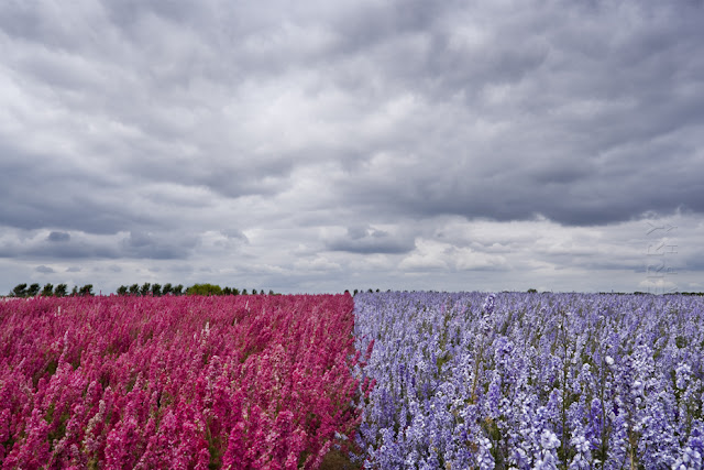 Two colours of bright flower fields under a cloudy sky www.martynferryphotography.com
