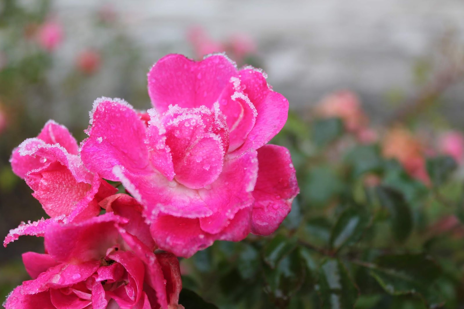 Shop Local Kildare Experience Gifts for Christmas Purity Belle