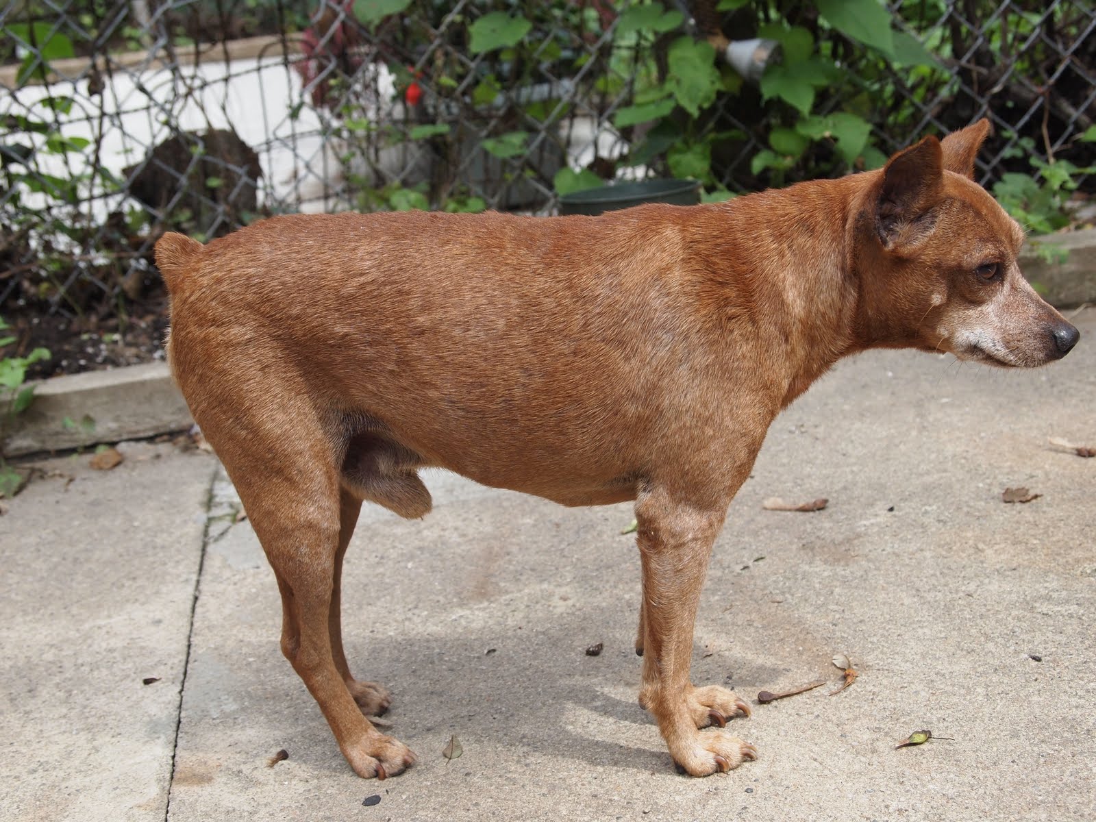 Mange Treatment How I Cured My Dog From Mange and Mites 8. MY DOG