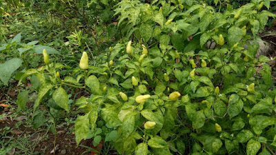 Manfaat punya kebun cabai bagi pekerja