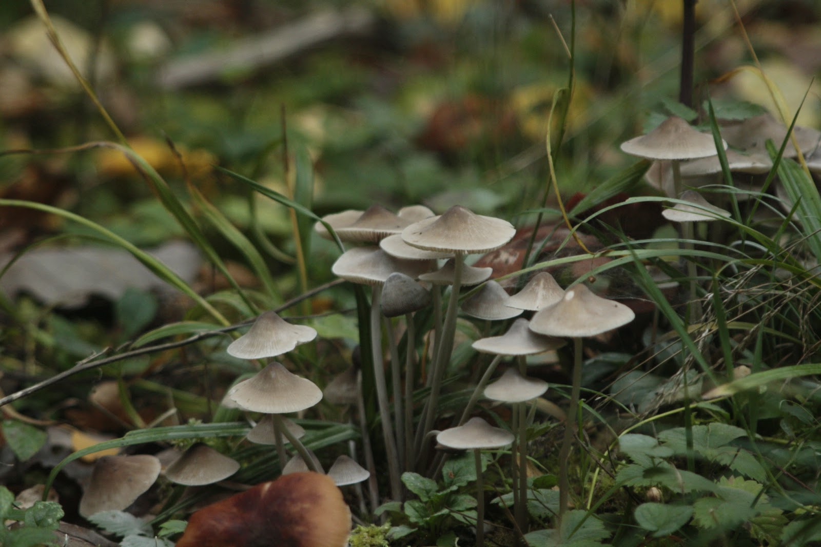 Unterfrankes Welt Pilze im Wald Teil 9 kleine graue Lamellenpilze