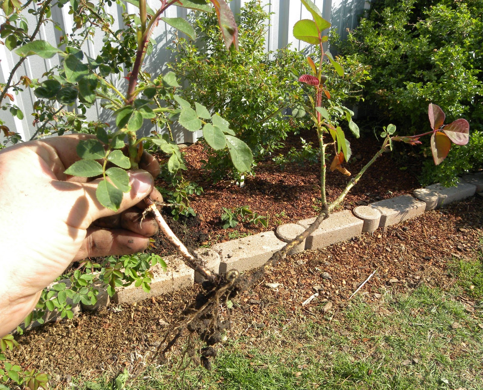 HOW TO PROPAGATE ROSES BY LAYERING The Garden of Eaden