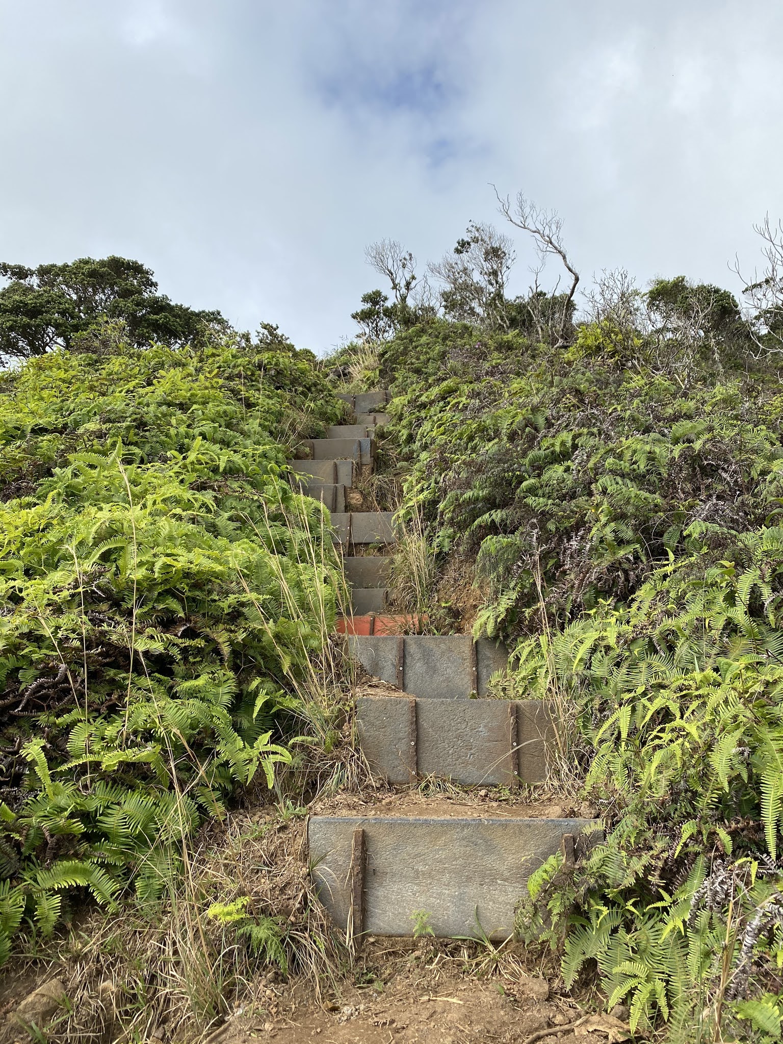 Hawaii Mom Blog Hawaii Loa Ridge Trail