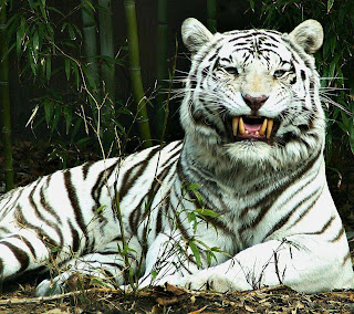 Tigre blanco enojado o riendo