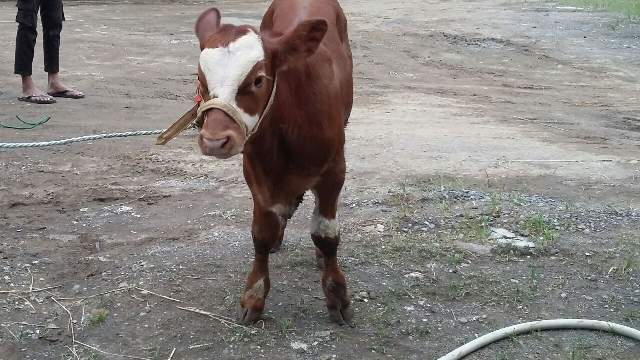  Sapi Simmental merupakan bangsa Bos taurus  Harga Pedet Sapi Simental Mei 2019