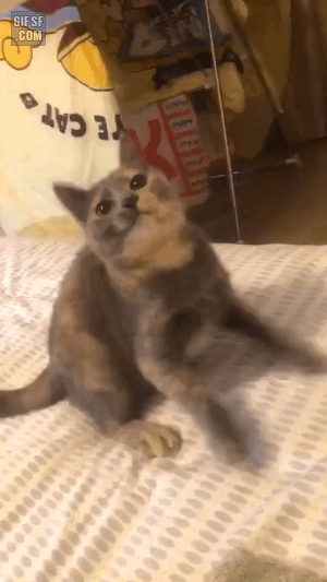 gifsf.com_0039.gif