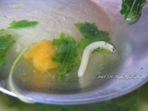 松哥鲨魚皮羹|蔴薏湯