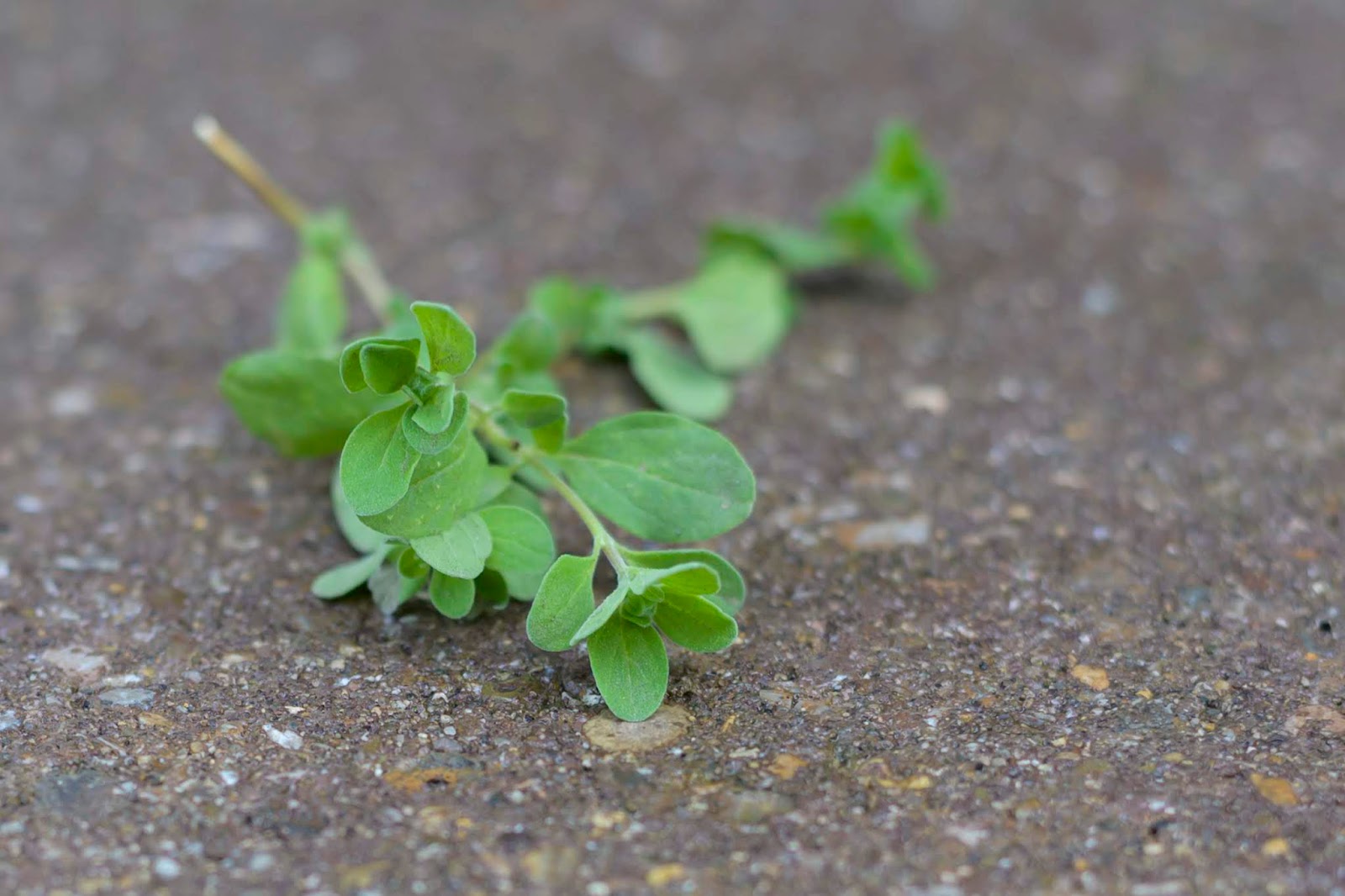 Harvesting Marjoram Picked Seed & Supply