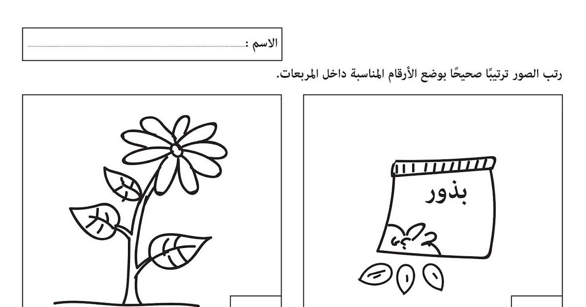 مراحل نمو النبات للسنة الثانية ابتدائي مراحل نمو البذرة للاطفال