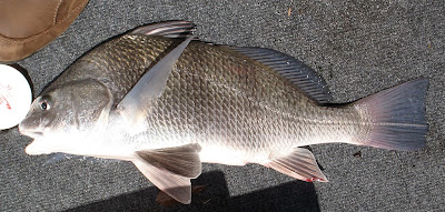 Fish Index Black Drum Pogonias cromis Fish Index Black Drum Pogonias cromis