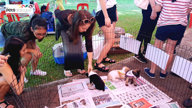 Pet Events in Singapore