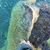 Λευκάδα:Ζευγάρωμα θαλάσσιας χελώνας (καρέττα-καρέττα) στον όρμο του Αγίου Νικολάου.(εντυπωσιακές φωτο)