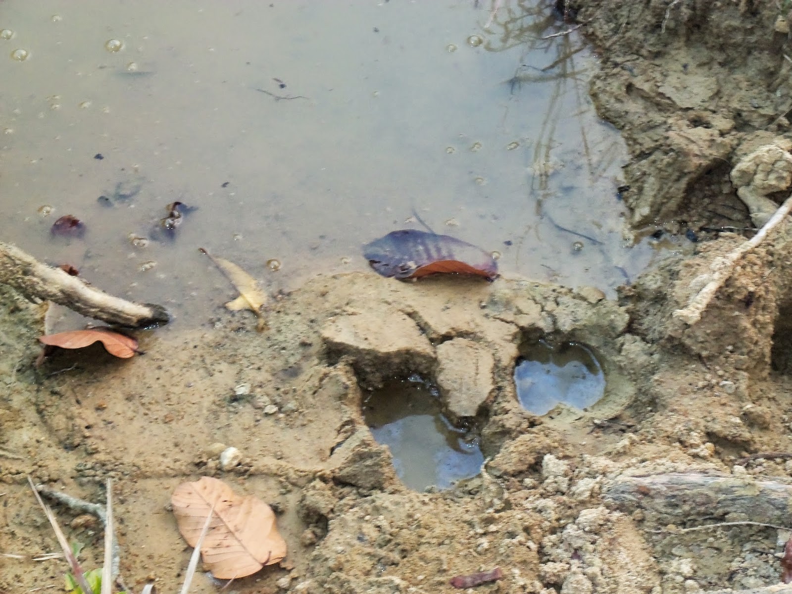 The pug marks of the elephants approaching the pond